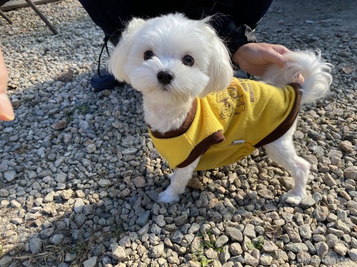 コタロウ君🐶｜大塚　佳苗(おおつか　かなえ)ブリーダー(佐賀県・シーズーなど・JKC登録)の紹介写真3