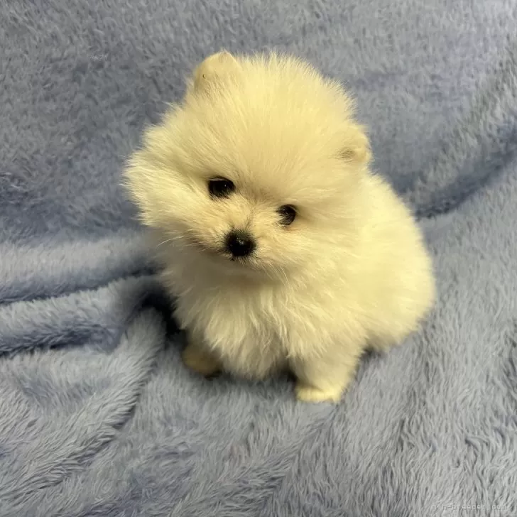 ID:2502-01981の子犬