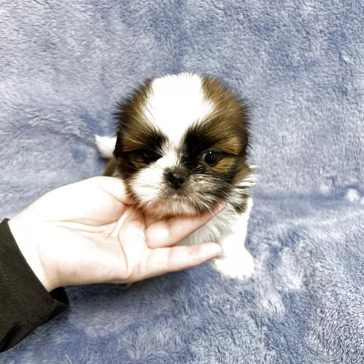 ID:2507-01272の子犬