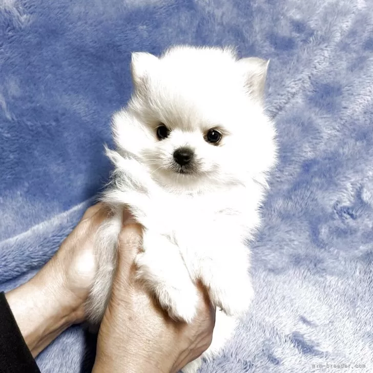 ポメラニアン【佐賀県・女の子・2025年9月13日・クリーム】の写真1