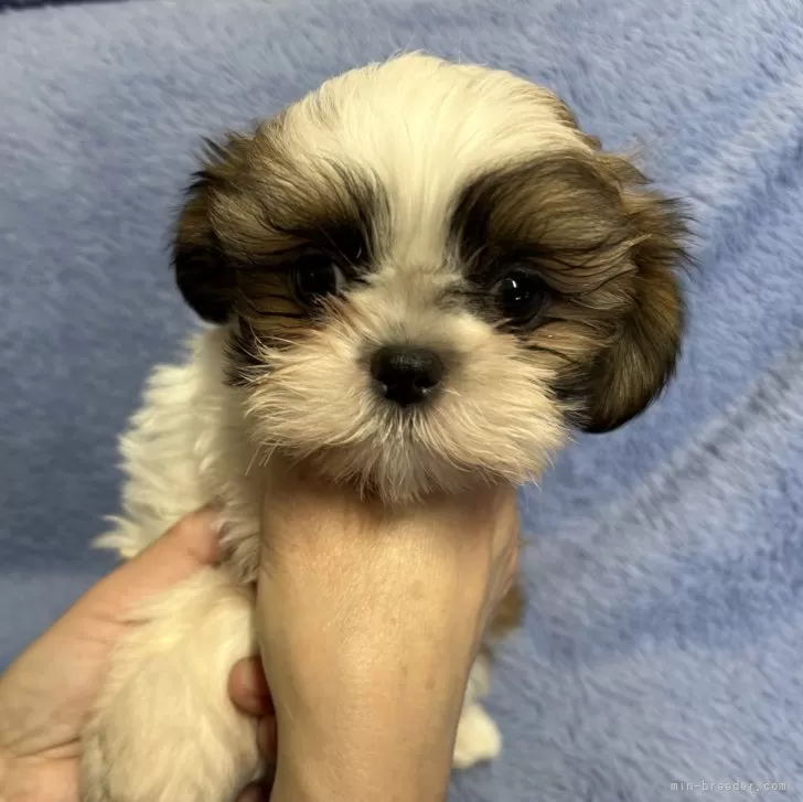 トシコ 様のお迎えした子犬