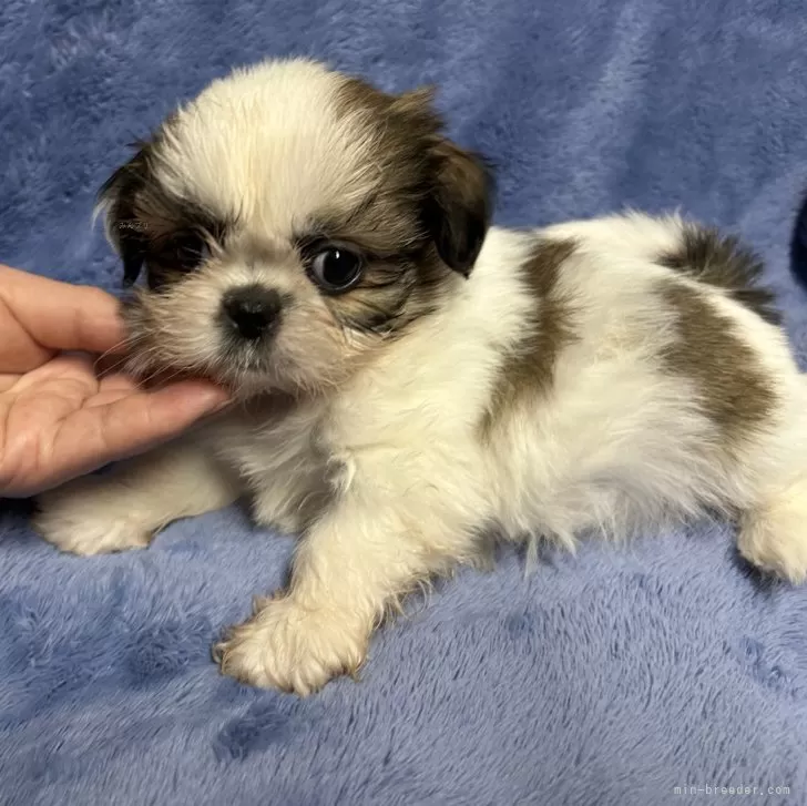 ID:2502-02429の子犬