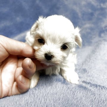 マルチーズ【佐賀県・男の子・2025年9月25日・ホワイト】の写真「小ぶりなマルチーズ君🐶」