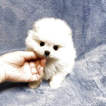 ポメラニアン【佐賀県・男の子・2025年10月1日・クリーム】の写真「とってもハンサム君🐶」