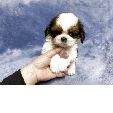 シーズー【佐賀県・男の子・2025年9月18日・ゴールド&ホワイト】の写真「可愛いシーズー君🐶」