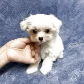 マルチーズ