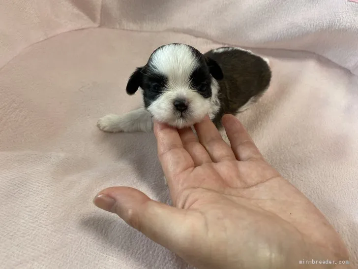 ID:2008-02942の子犬