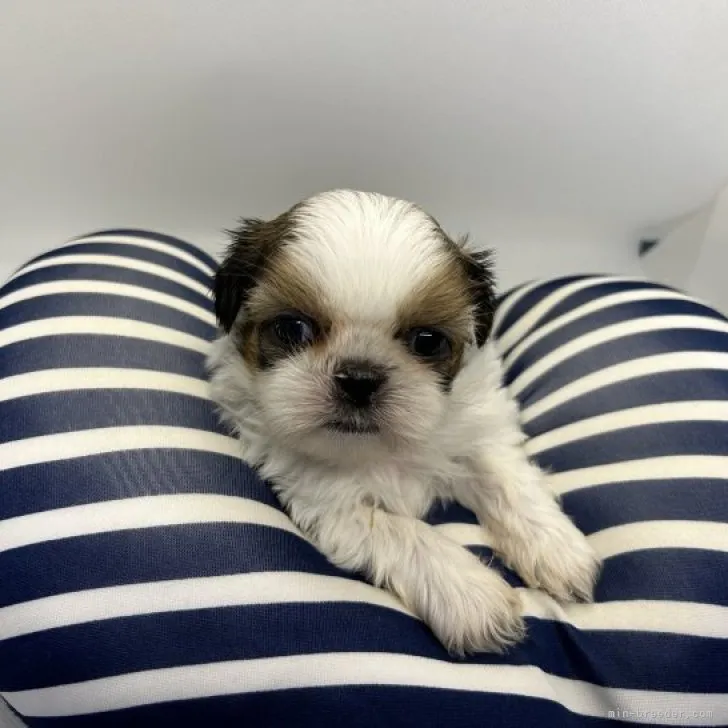 ID:2302-01917の子犬