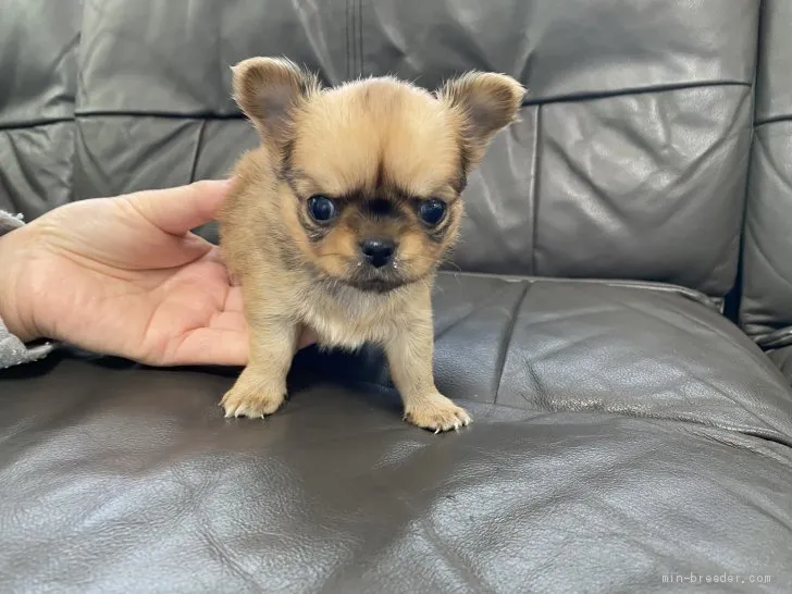 ID:2012-00051の子犬