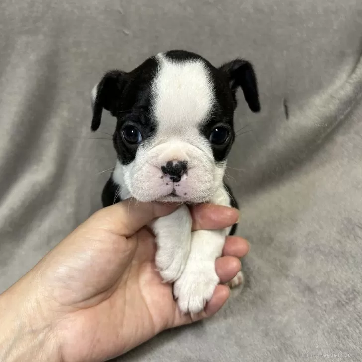 ID:2410-01380の子犬