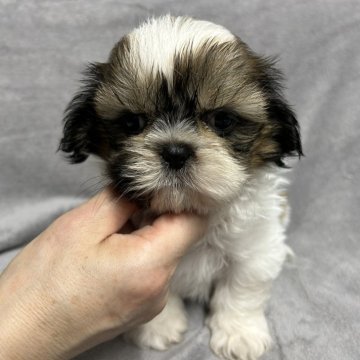 シーズー【佐賀県・男の子・2024年3月10日・ゴールド&ホワイト】の写真「可愛いシーズー君🐶」