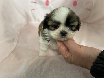 シーズー【佐賀県・女の子・2019年12月25日・ゴールド&ホワイト】の写真「ちっちゃめのシーズーです」