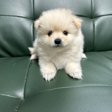 ポメラニアン【佐賀県・男の子・2023年6月4日・クリーム】の写真「7月31日迄！お早目に🐶」