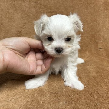 マルチーズ【佐賀県・男の子・2024年9月1日・ホワイト】の写真「ひわふわの男の子🐶」