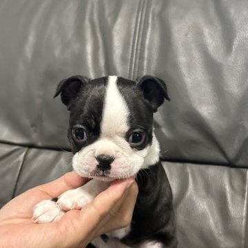 ボストンテリア【佐賀県・女の子・2024年8月13日・ボストンカラー】の写真「可愛いボストンちゃん🐶」
