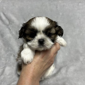 シーズー【佐賀県・女の子・2023年11月12日・ゴールド&ホワイト】の写真「可愛いシーズーちゃん🐶」
