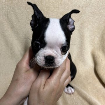 ボストンテリア【佐賀県・女の子・2024年8月13日・ボストンカラー】の写真「可愛いボストンちゃん🐶」