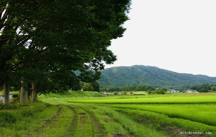 程　代斌(てい　だいひん)ブリーダー(茨城県・柴犬など・JKC/KC登録)の紹介写真3