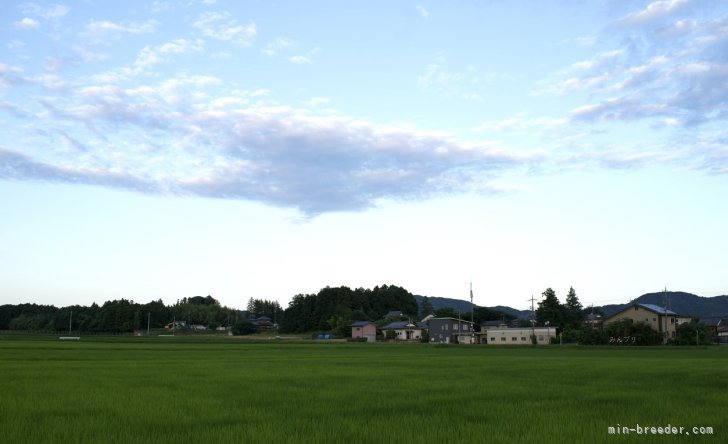 程　代斌(てい　だいひん)ブリーダー(茨城県・柴犬など・JKC/KC登録)の紹介写真5