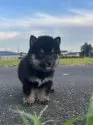 柴犬(標準サイズ)【茨城県・男の子・2025年7月13日・黒】の写真12