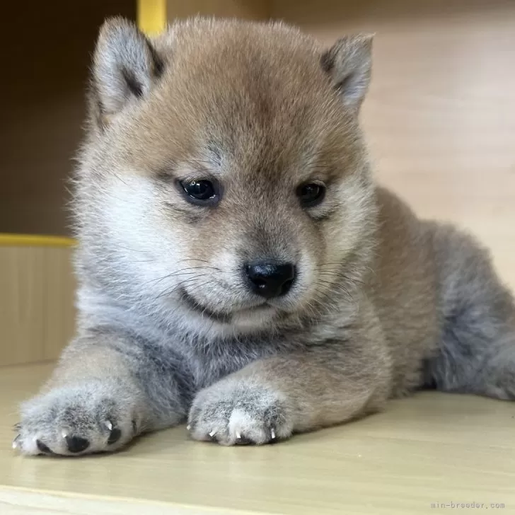 ID：2511-02795の子犬