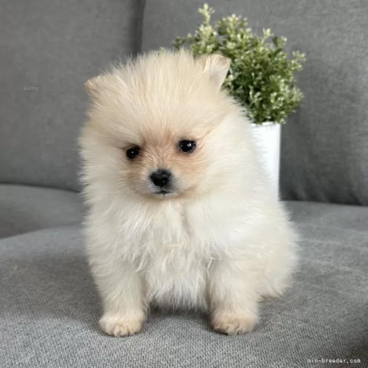 ID:2501-07364の子犬