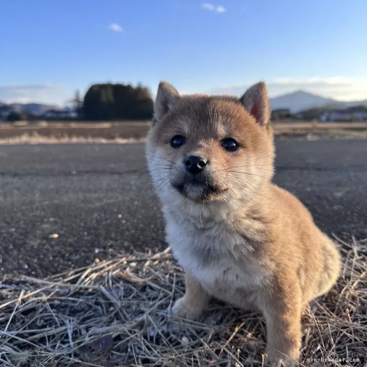 ID:2501-02441の子犬