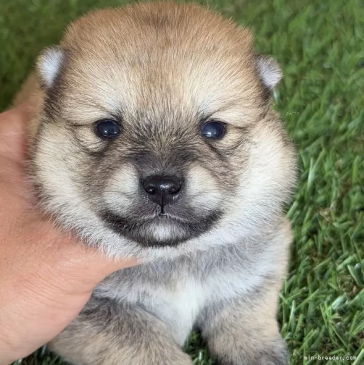 ID：2604-04839の子犬