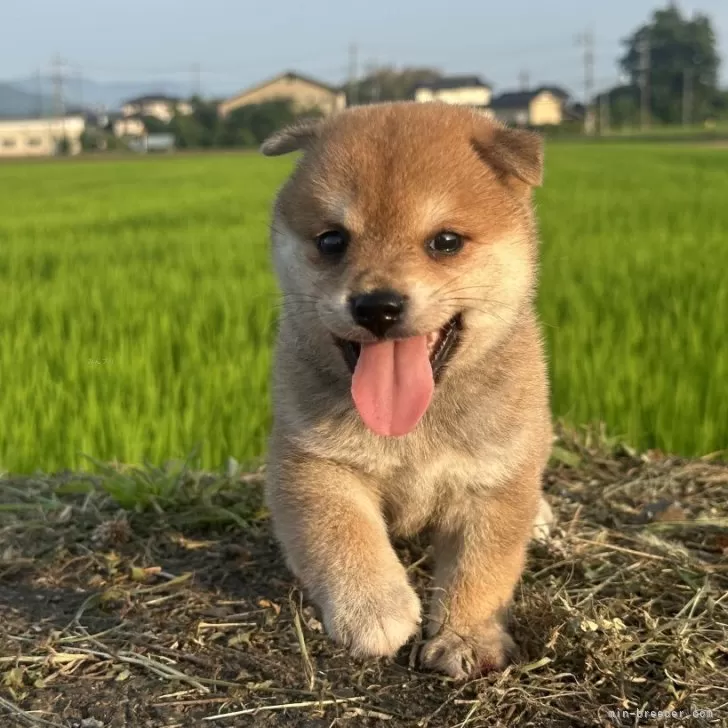 H.N 様のお迎えした子犬
