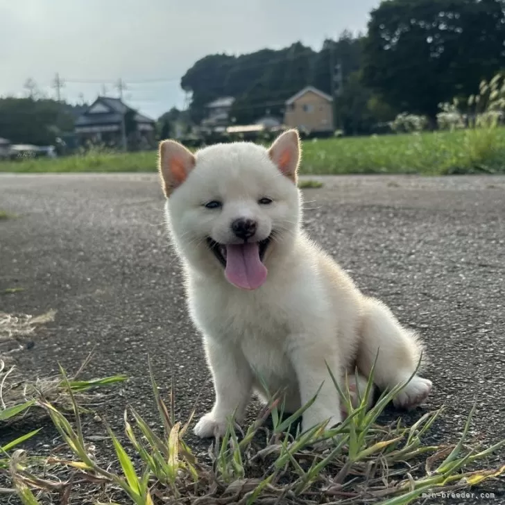 ID:2507-07603の子犬