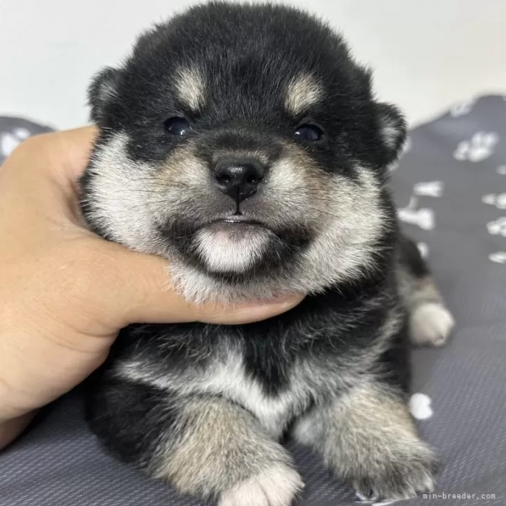 マサル 様のお迎えした子犬