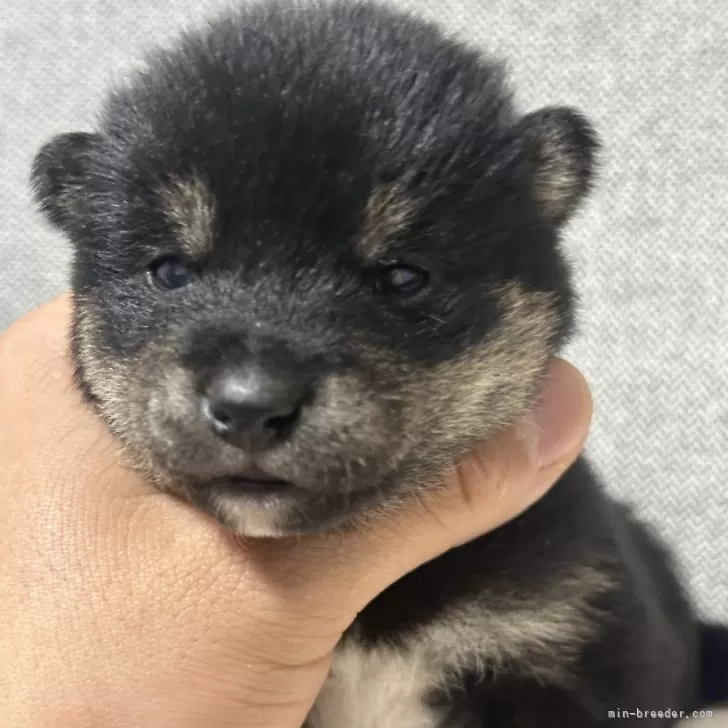 ID:2501-01134の子犬