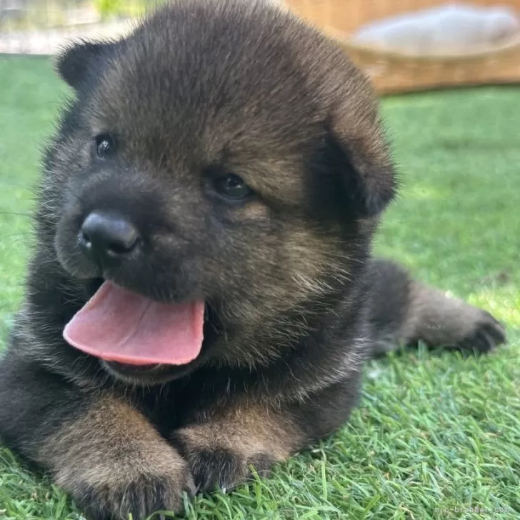 ID：2508-07635の子犬