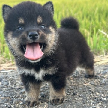 柴犬(標準サイズ)【茨城県・男の子・2025年7月13日・黒】の写真「すごく可愛い男の子です。」