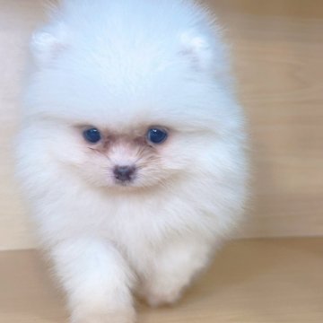 ポメラニアン【茨城県・女の子・2025年9月16日・ホワイト】の写真「すごく可愛い女の子です。」