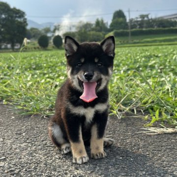 柴犬(豆柴)【茨城県・女の子・2025年5月13日・黒】の写真「すごく可愛い女の子です。」