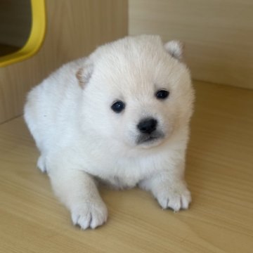 柴犬(豆柴)【茨城県・女の子・2025年11月7日・白】の写真「シロクマみたいです、ふわふわですごく可愛い子です。」