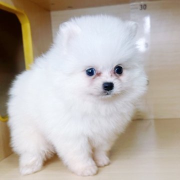 ポメラニアン【茨城県・男の子・2025年9月16日・ホワイト】の写真「可愛い男の子です。」