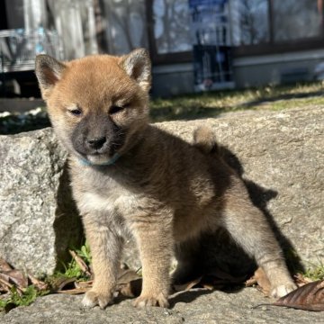 柴犬(標準サイズ)【茨城県・男の子・2024年9月25日・赤】の写真「茨城県と埼玉県でのご見学は可能！総額は138000」