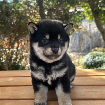 柴犬(豆柴)【茨城県・女の子・2024年12月20日・黒】の写真「たぬき顔ですごく可愛い女の子です。」