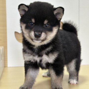 豆柴【茨城県・女の子・2025年7月24日・黒】の写真「たぬき顔ですごく可愛い女の子です。」