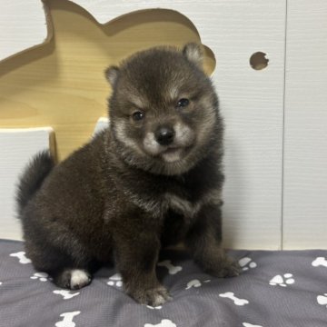 柴犬(豆柴)【茨城県・男の子・2025年8月10日・胡麻】の写真「珍しいと胡麻色豆柴です。」
