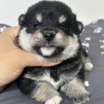 柴犬(豆柴)【茨城県・女の子・2025年5月25日・黒】の写真「すごく可愛い女の子です。」