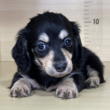 ミニチュアダックスフンド(ロング)【茨城県・女の子・2025年10月3日・ブラック&イエロー】の写真「すごく可愛い女の子です。」