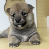 柴犬(標準サイズ)