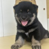 柴犬(豆柴)