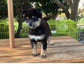 柴犬(標準サイズ)