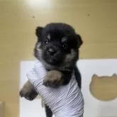 豆柴