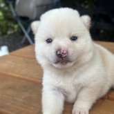 柴犬(豆柴)