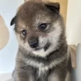 柴犬(標準サイズ)